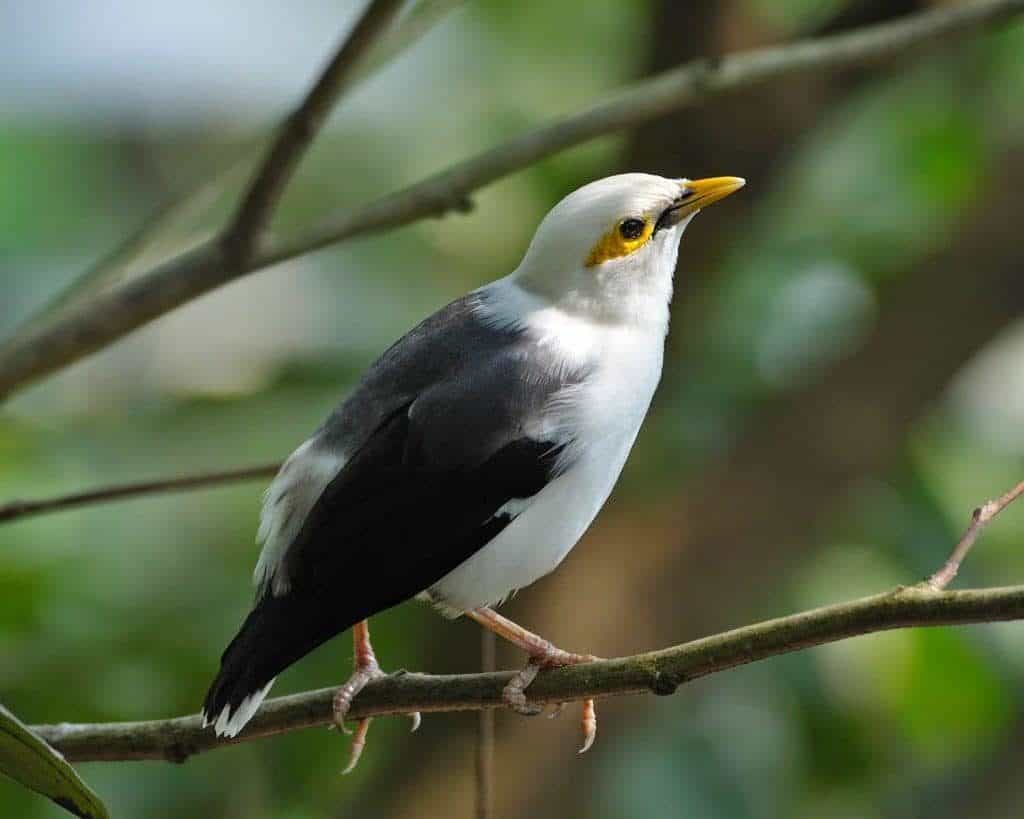 2-tips-yang-perlu-diperhatikan-sebelum-membeli-burung-jalak-putih-1024x819-9497809