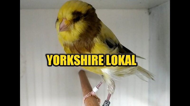2-mengenal-jenis-kenari-yorkshire-yang-terkenal-di-indonesia-5313577