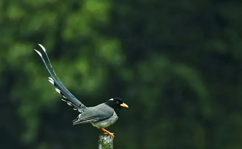 5-jenis-burung-ekor-pita-beserta-karakteristiknya-lengkap-2355567