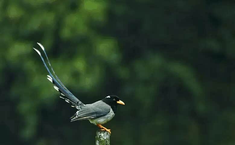 5-jenis-burung-ekor-pita-beserta-karakteristiknya-lengkap-6762858