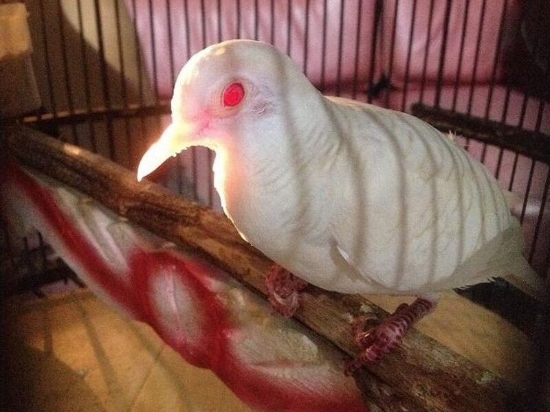 5-jenis-perkutut-langka-berkekuatan-gaib-yang-diyakini-bikin-hoki-dan-sial-4870468