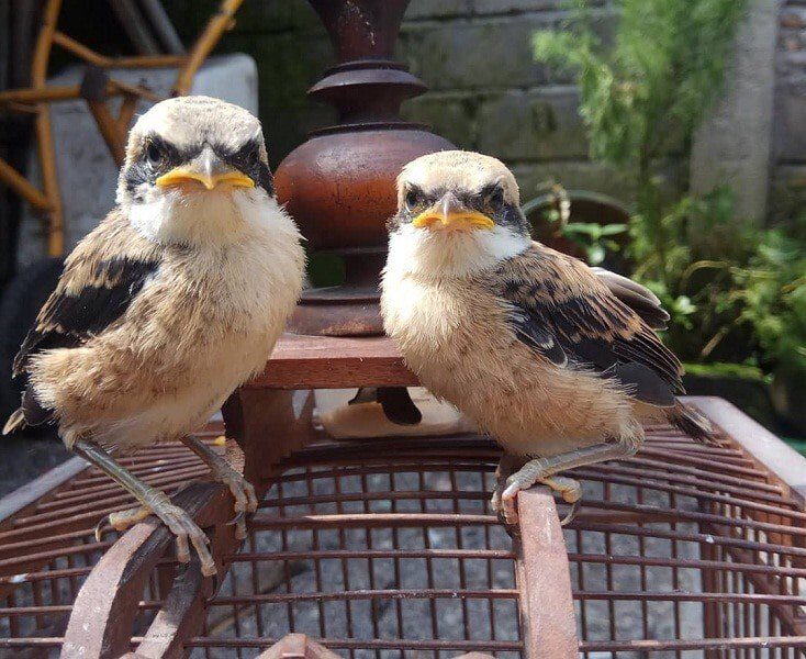 6-langkah-cara-merawat-cendet-madura-dengan-baik-dan-benar-8500810