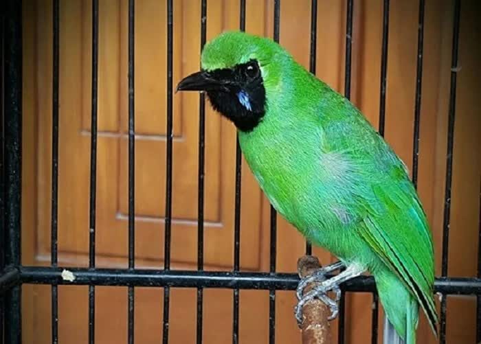 9-setingan-cucak-ijo-agar-tidak-gembos-dan-tampil-prima-di-lapangan-7825817