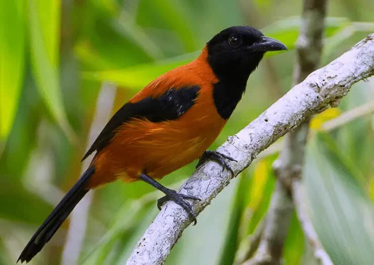 bahaya-racun-hooded-pitohui-2090476