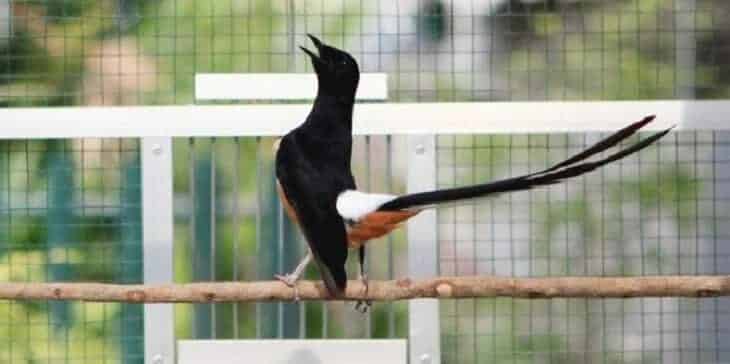 beragam-jenis-vitamin-untuk-murai-batu-agar-tetap-sehat-1577650