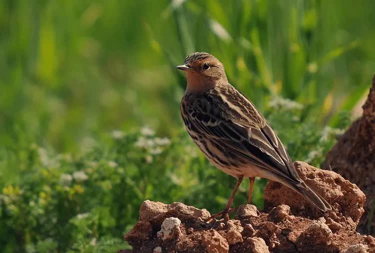burung-apung-kijang-5492325