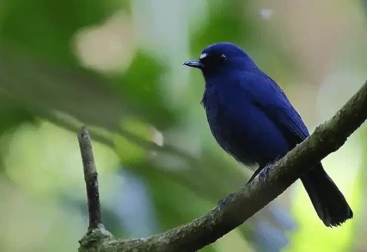 burung-berkecet-biru-tua-4951753