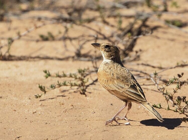 burung-branjangan-mirafra-javanica-5265503