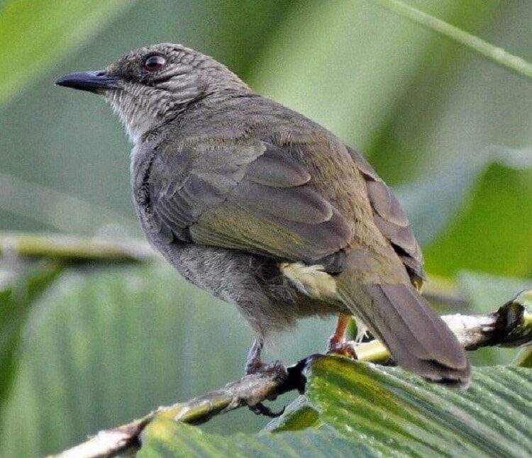 burung-brinji-kelabu-7520474