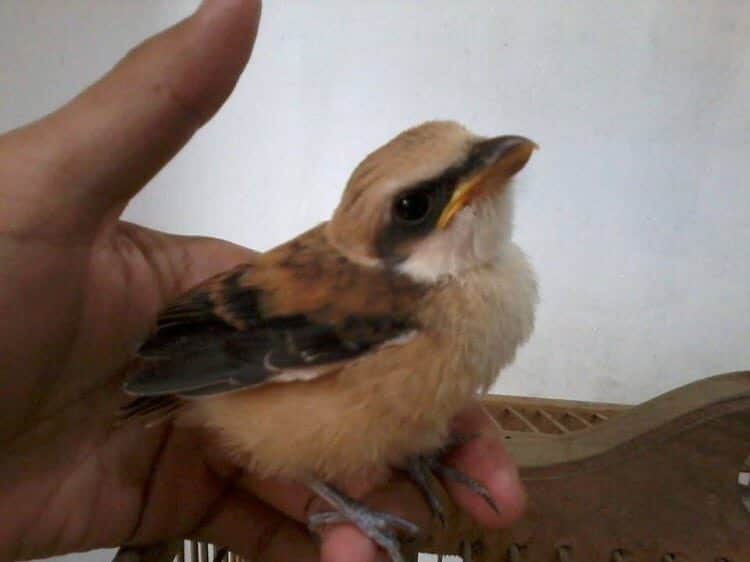 burung-cendet-piyik-5759623