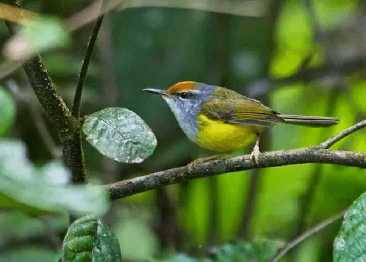 burung-cinenen-gunung-7516647