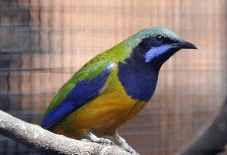 burung-cucak-cungkok-4845221