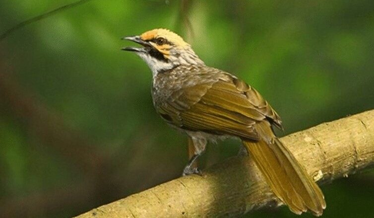 burung-cucakrawa-8334496