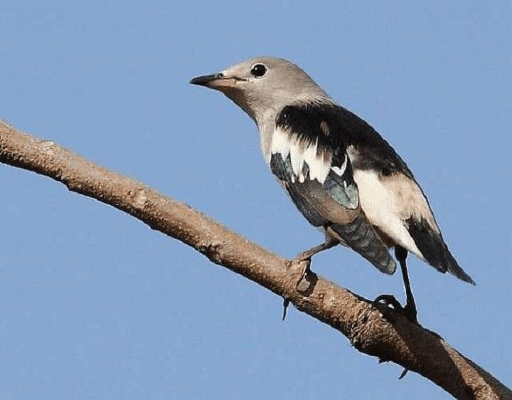 burung-jalak-kapas-9080142