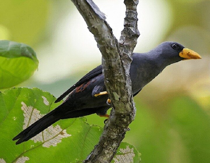 burung-jalak-riorio-2508997