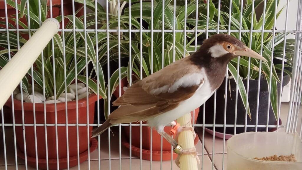 burung-jalak-suren-albino-3-6967822