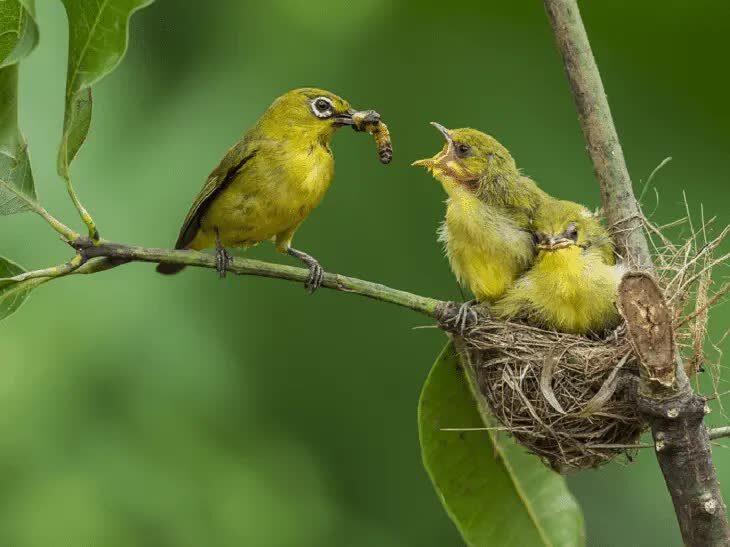 burung-kacamata-jawa-1728486