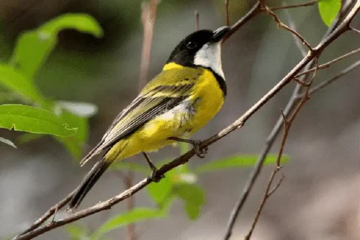 burung-kancilan-emas-6163578