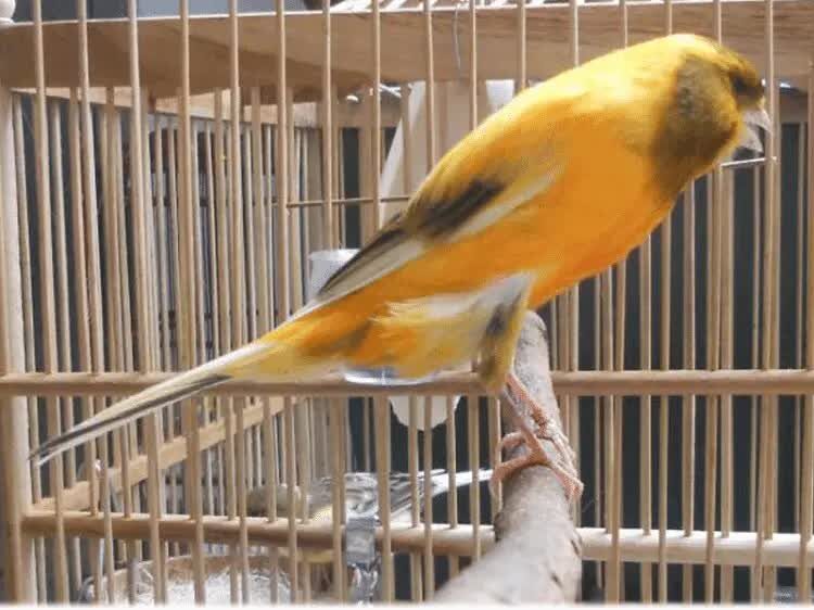 burung-kenari-suka-buka-paruh-lebar-4270602