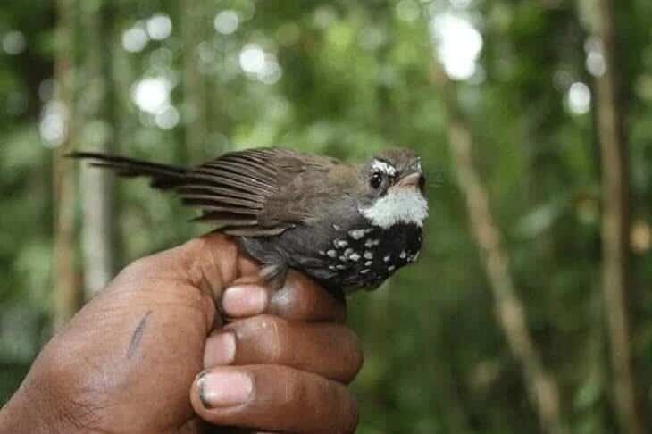 burung-kipasan-semak-bayan-2287796