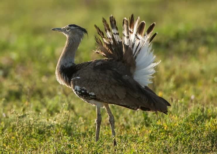 burung-kori-bustard-spesies-burung-terbang-terberat-di-dunia-2646069