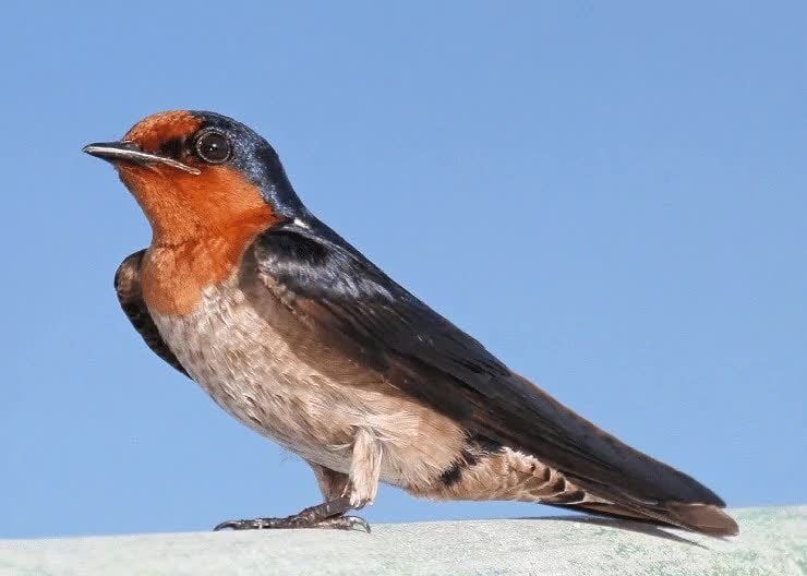 burung-layang-layang-batu-1174559