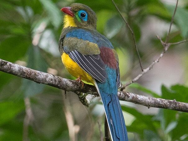 burung-luntur-sumatera-2-edited-1635755