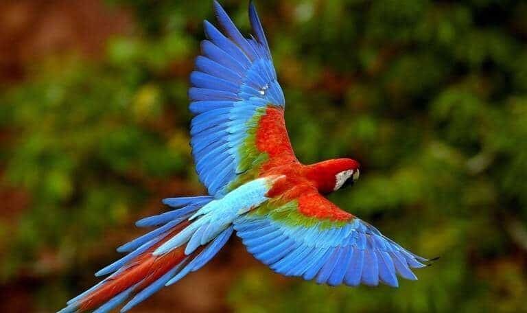 burung-macaw-e1487833044306-1834395