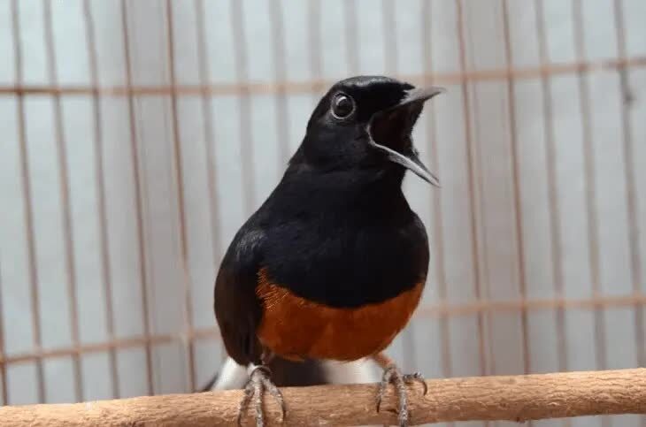 burung-murai-batu-mabung-1664863