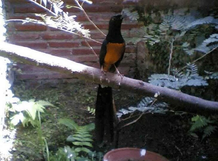 burung-murai-batu-nias-2413260