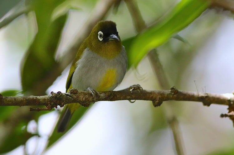 burung-pleci-black-capped-2338859
