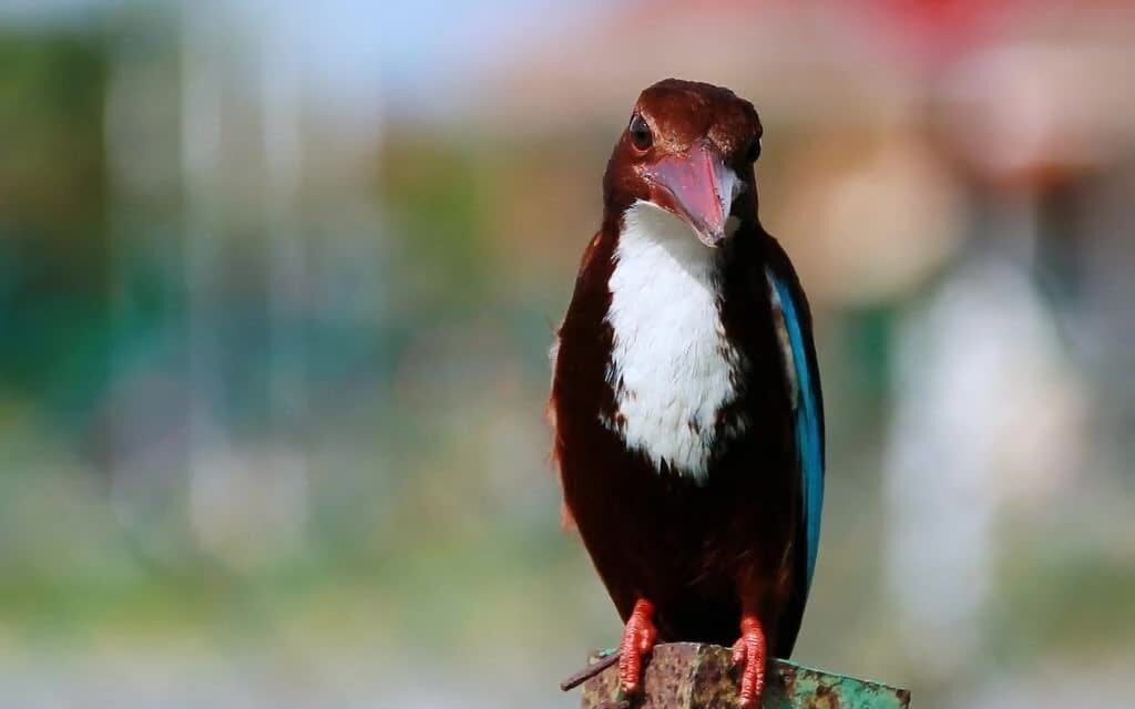 burung-raja-udang-merah-e1499160740714-1024x640-3127973