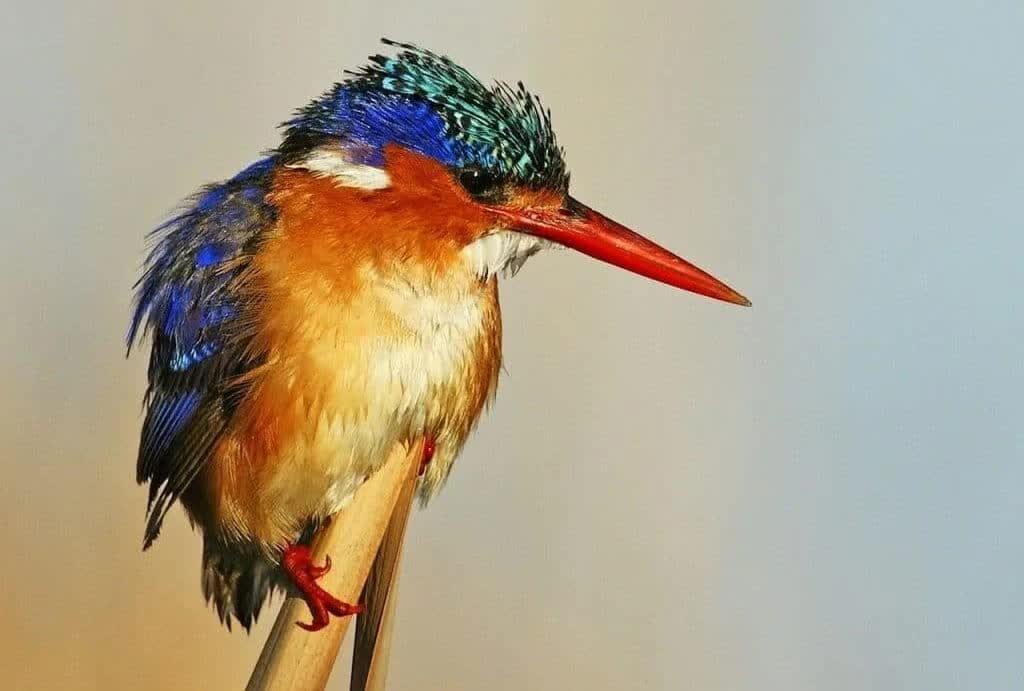 burung-raja-udang-e1499160441612-1024x691-7446939