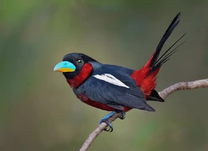 burung-sempur-hujan-sungai-9146595