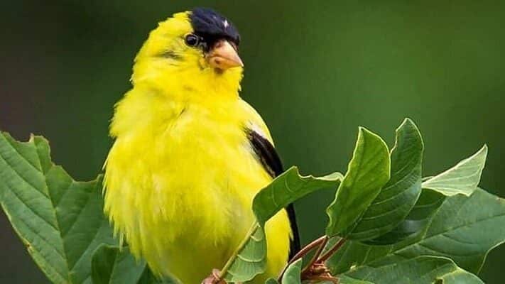 cara-budidaya-burung-kenari-yang-cepat-dan-mudah-kepogaul-com_-2817816