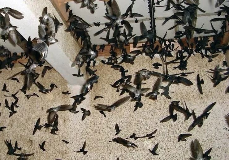 cara-burung-walet-cepat-menginap-2536474