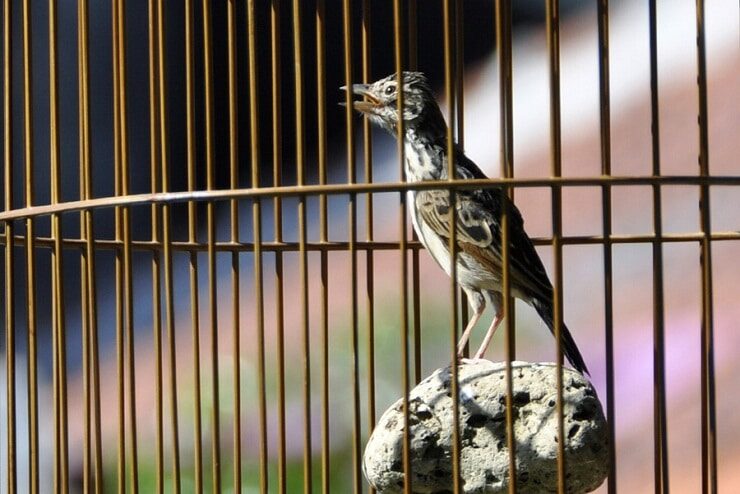 cara-memantapkan-burung-branjangan-dalam-gantangan-9868934