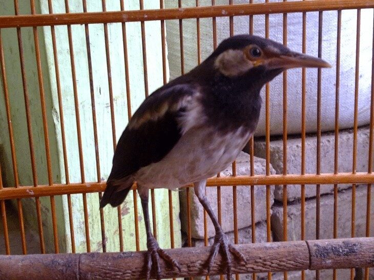 cara-membedakan-jalak-suren-jantan-dan-betina-anakan-5859110