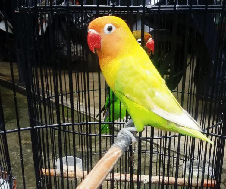 cara-membuat-lovebird-anteng-di-tangkringan-9275304