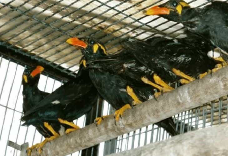 cara-memilih-bakalan-burung-beo-dan-tips-menjinakkannya-4338302