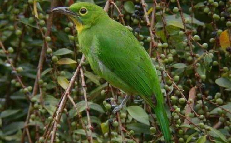 cara-menangkap-cucak-ijo-liar-5042820