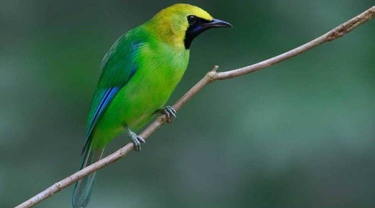 cara-menangkap-cucak-ijo-liar-dengan-mudah-dan-cepat-1795976