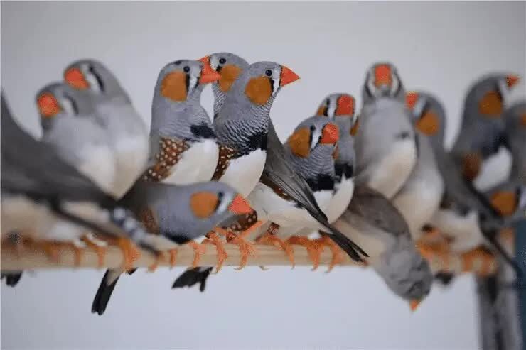 cara-menangkarkan-zebra-finch-9237584