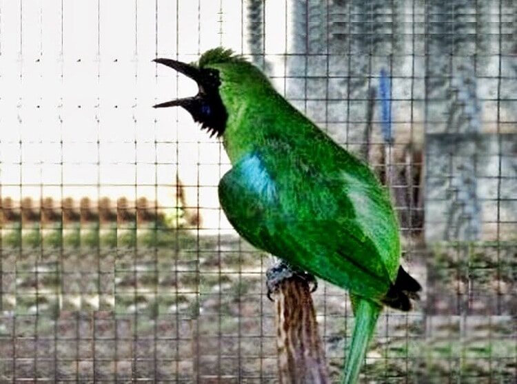 cara-mengatasi-burung-cucak-ijo-kegemukan-yang-efektif-3834446