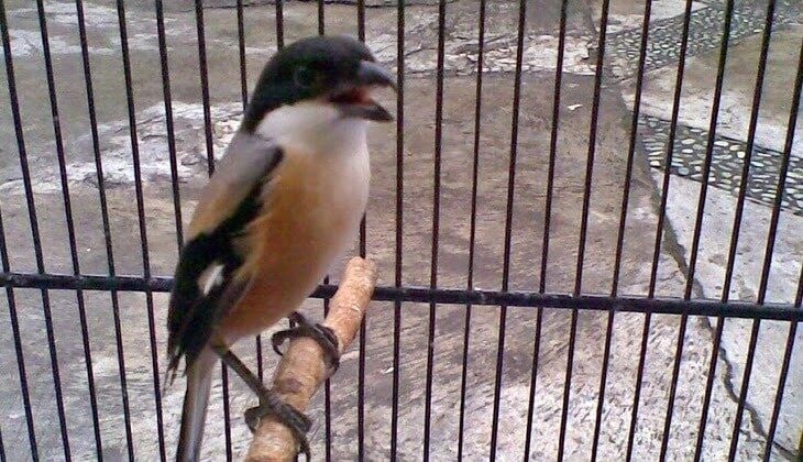 cara-mengatasi-cendet-nyepah-jangkrik-utuh-9210425