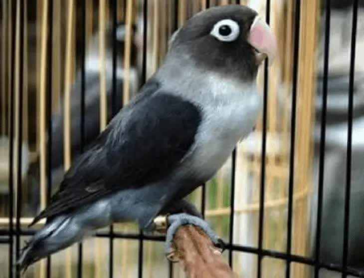 cara-menghasilkan-lovebird-batman-9011930
