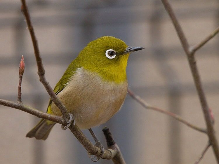 cara-mengobati-burung-pleci-mencret-5622732