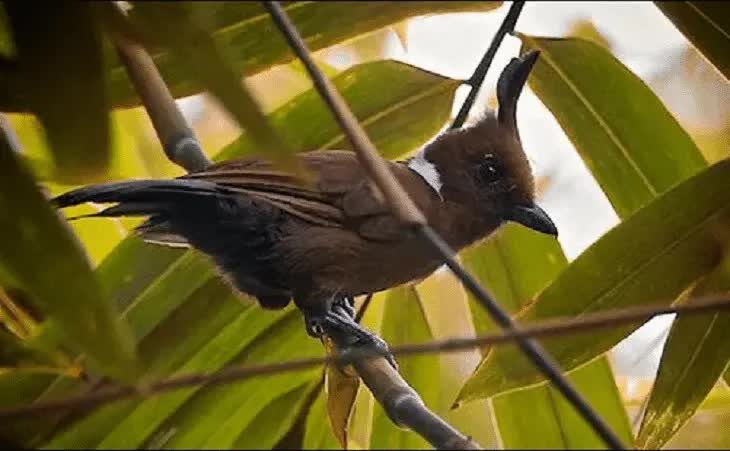 cara-meningkatkan-kualitas-masteran-cililin-1807921