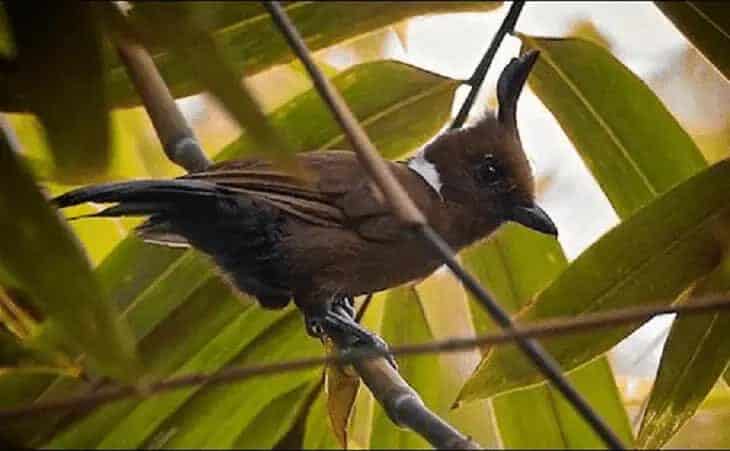 cara-meningkatkan-kualitas-masteran-cililin-1910767