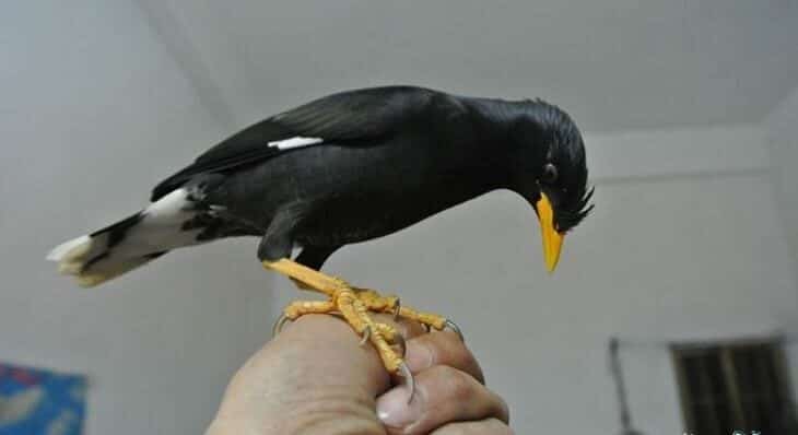 cara-menjinakan-burung-jalak-kebo-yang-giras-menjadi-penurut-5908422